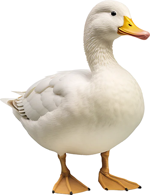 ダック