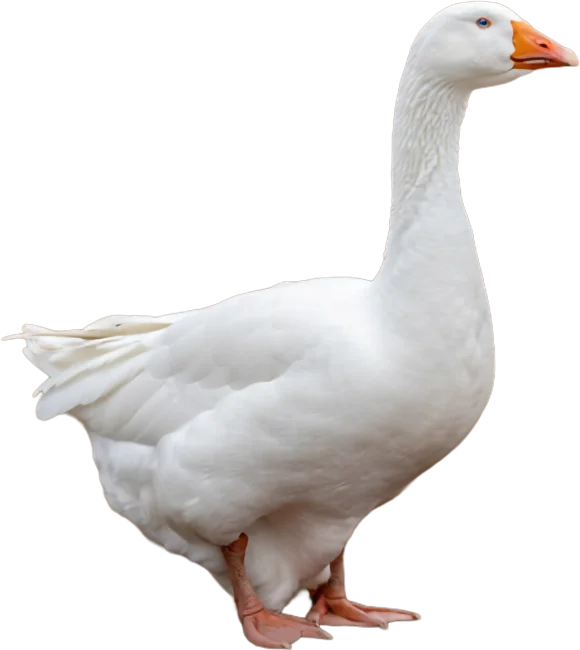 グース